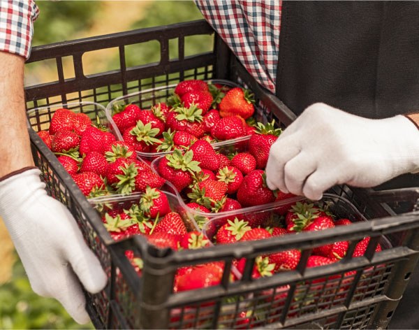 Fruit picker
