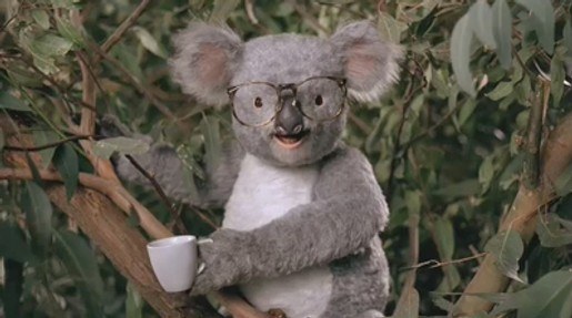 Koala