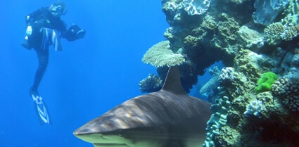 Diving