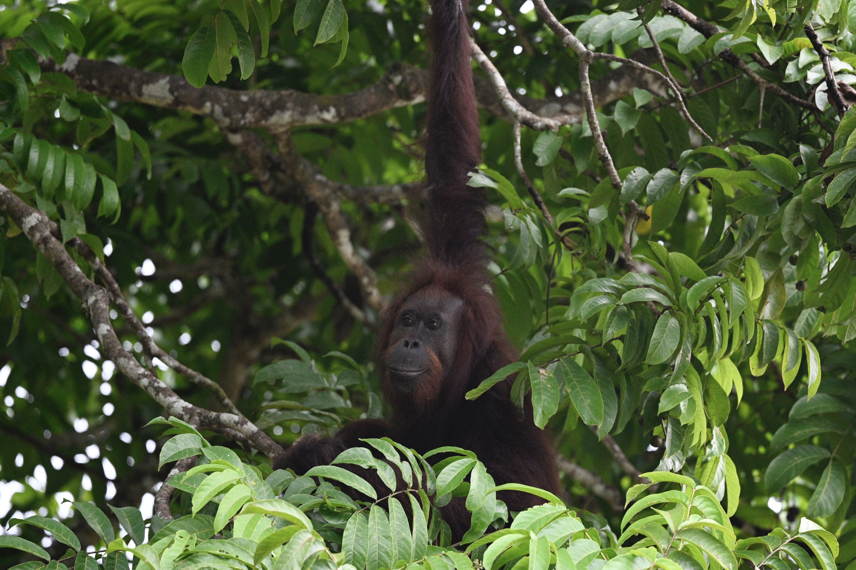 Orangutan
