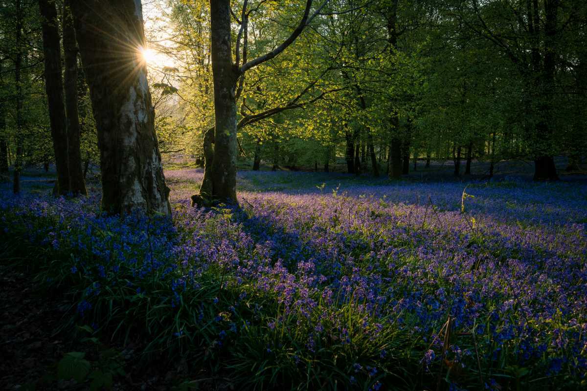 Lake district forest